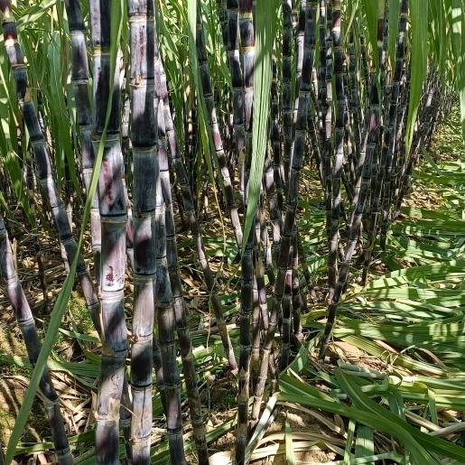 90后北方甘蔗种植基地