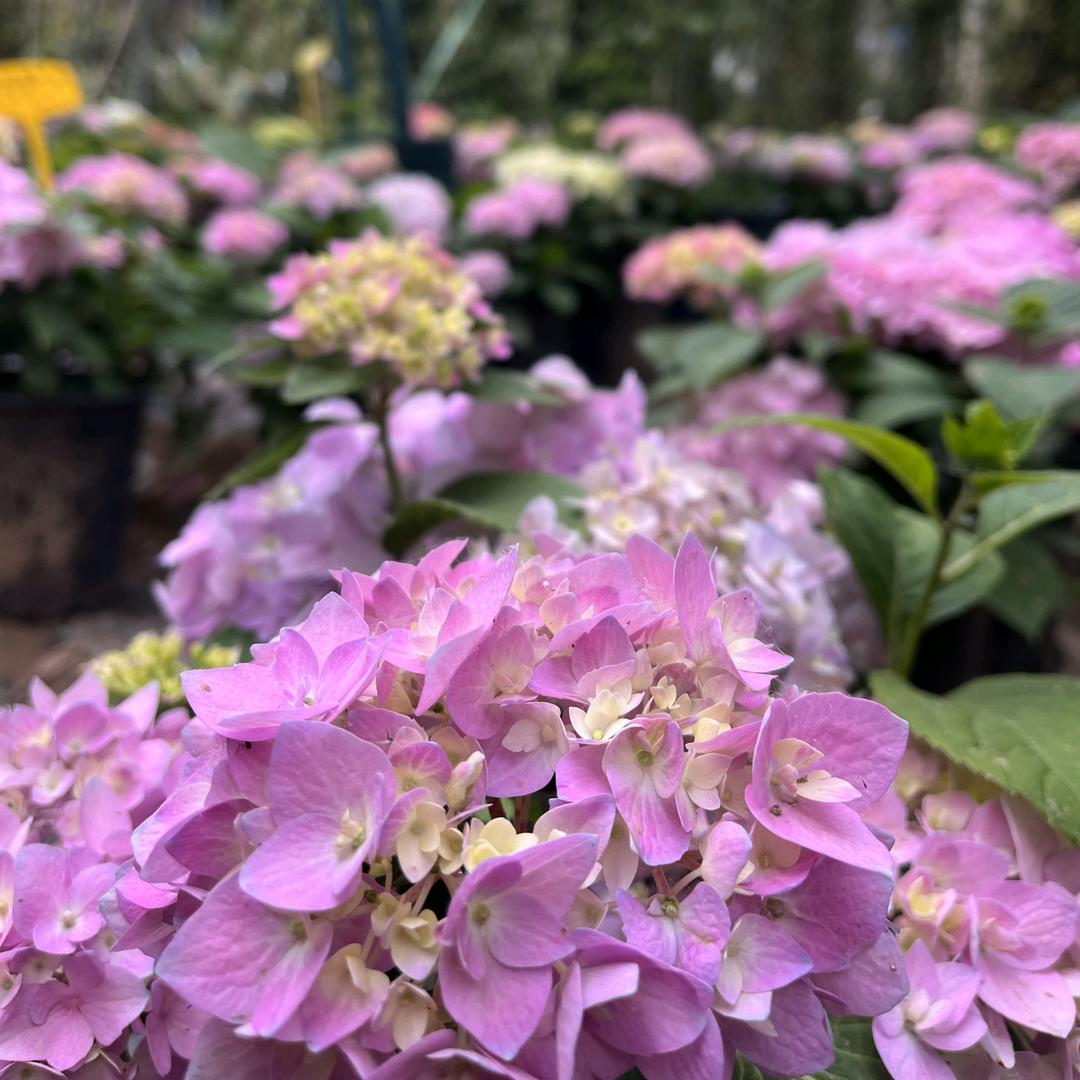 🌸花好月圆🌸