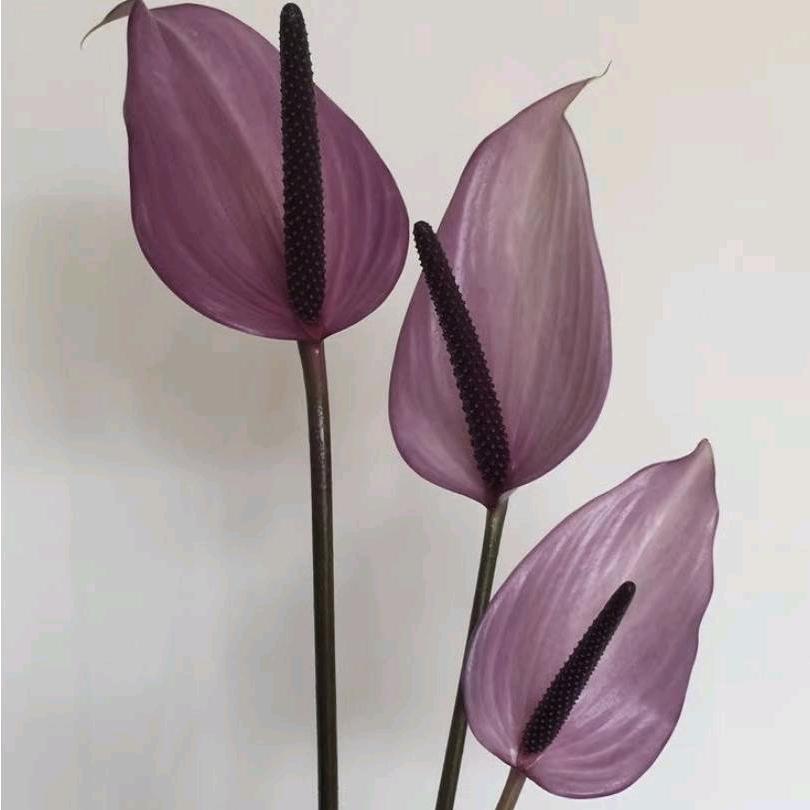 🕊️
