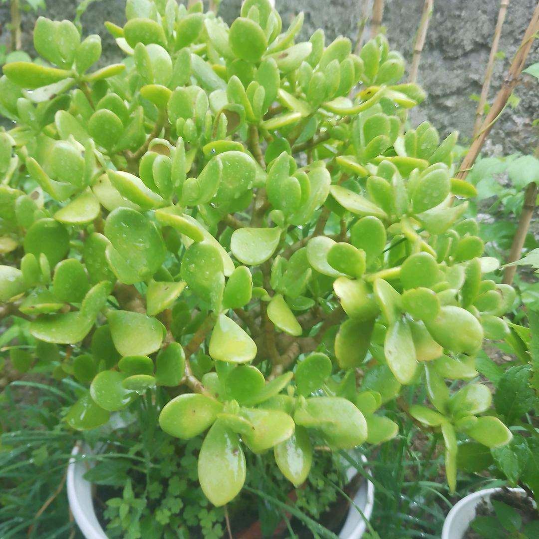 锦上添花