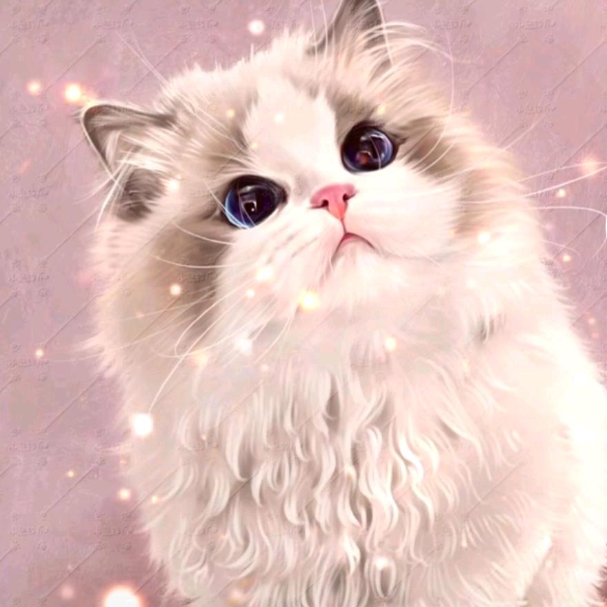 帅帅家的布偶猫2