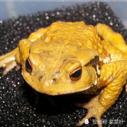 癞🐸蛤蟆@梦里啥都有