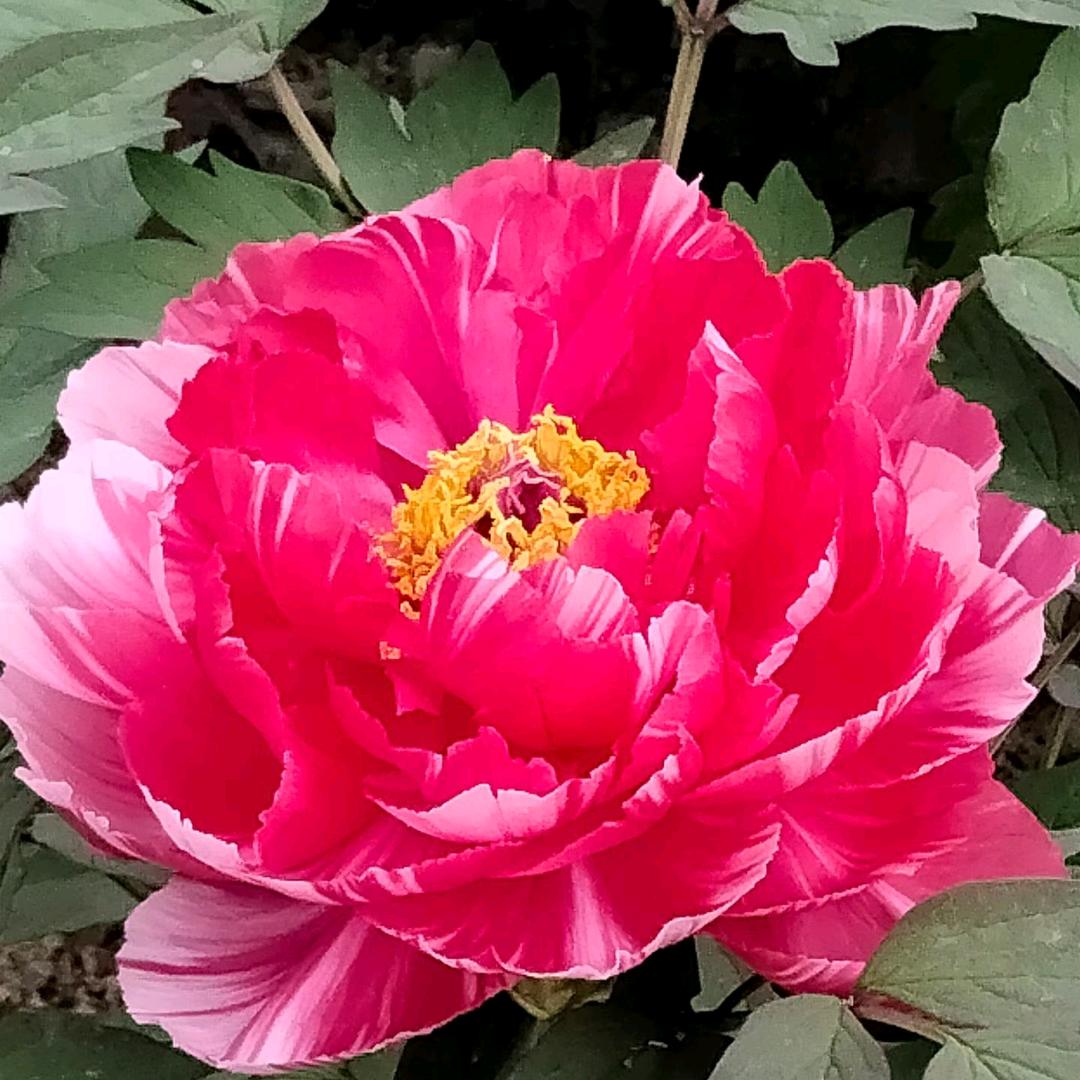 骑着毛驴去拉萨