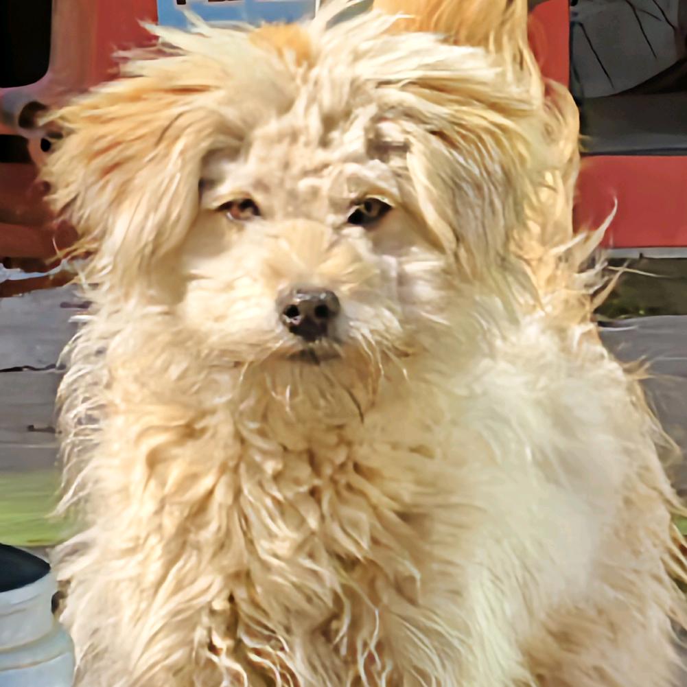 爱吃蛋蛋糕仔的杜总