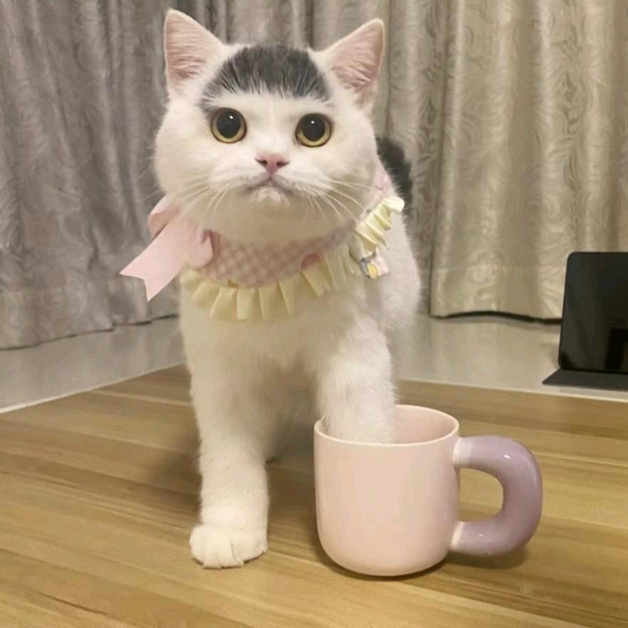 菜狗咪