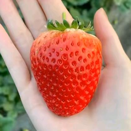 水竹