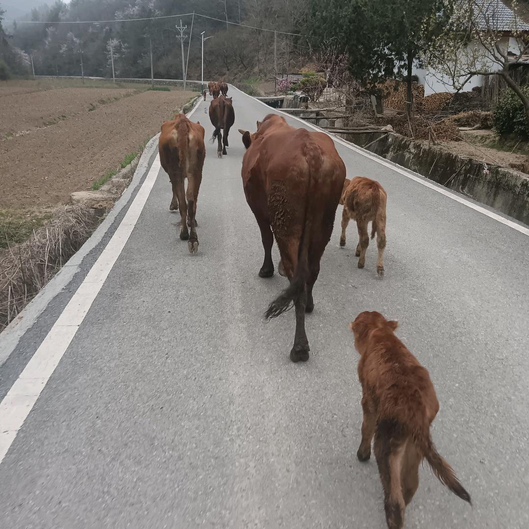 放🐃妹🙂👩‍❤️‍👩