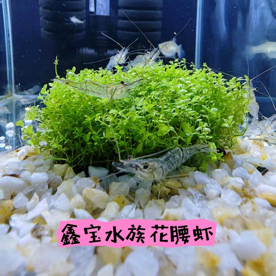 鑫宝观赏鱼虾店