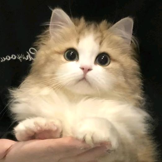 一条小闲鱼