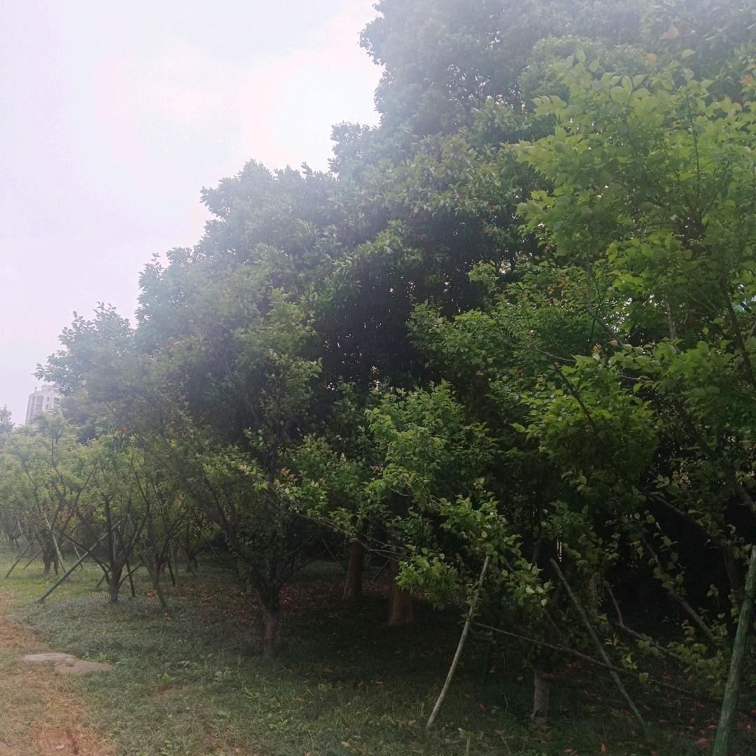 人生就像一场梦