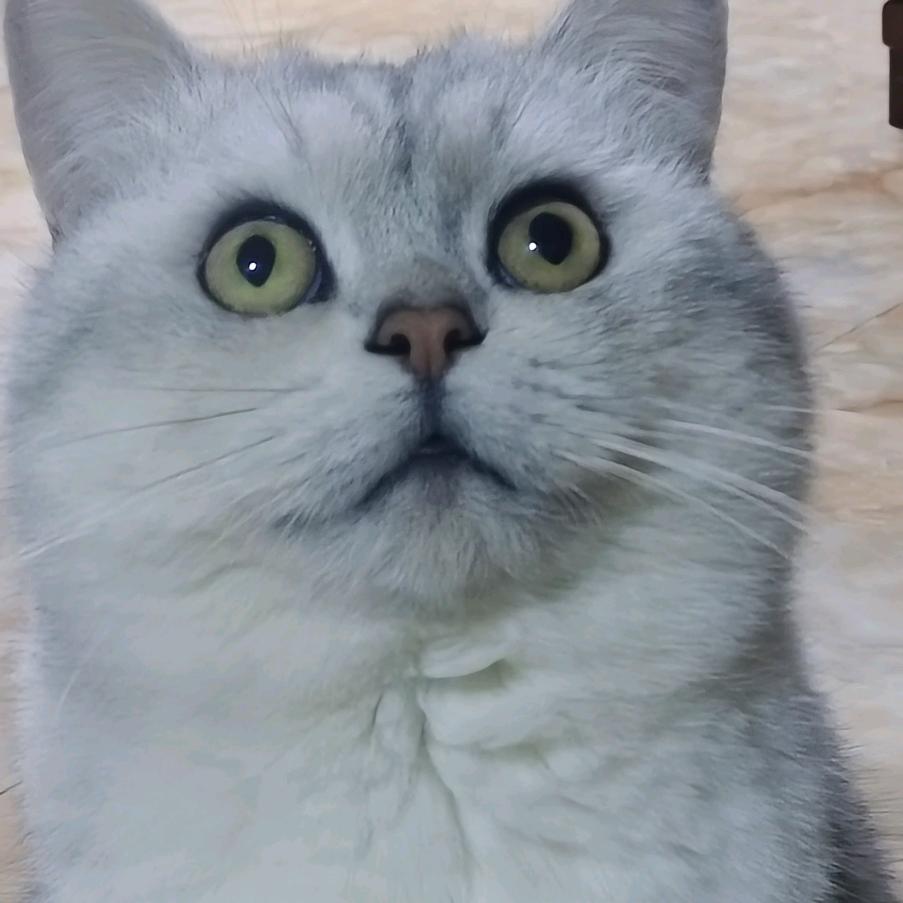 王了飞