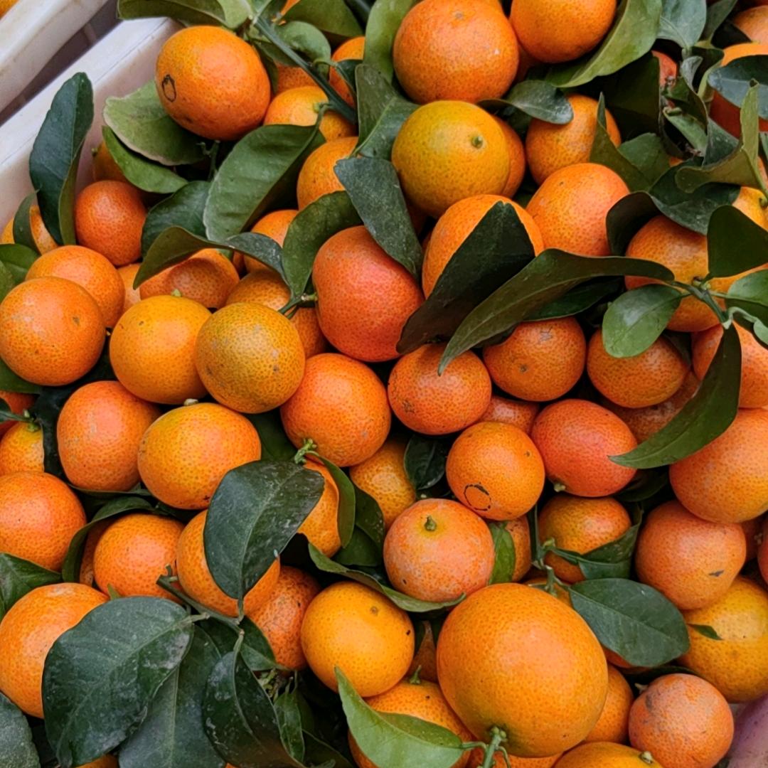 我爱兰花