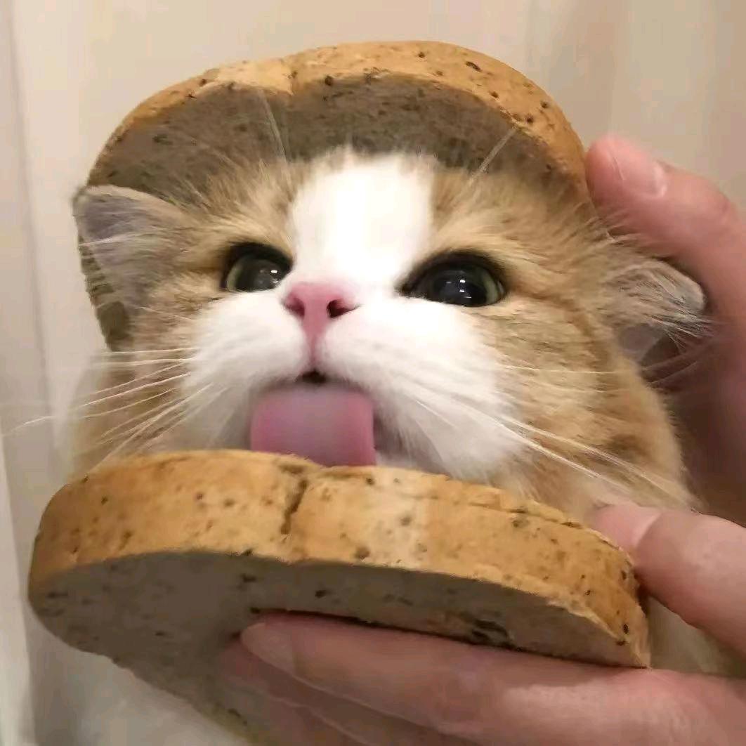 面包猫头