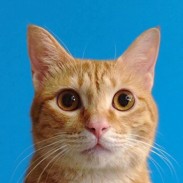 香蕉君不吃香蕉