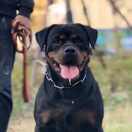 小崔罗威纳犬舍