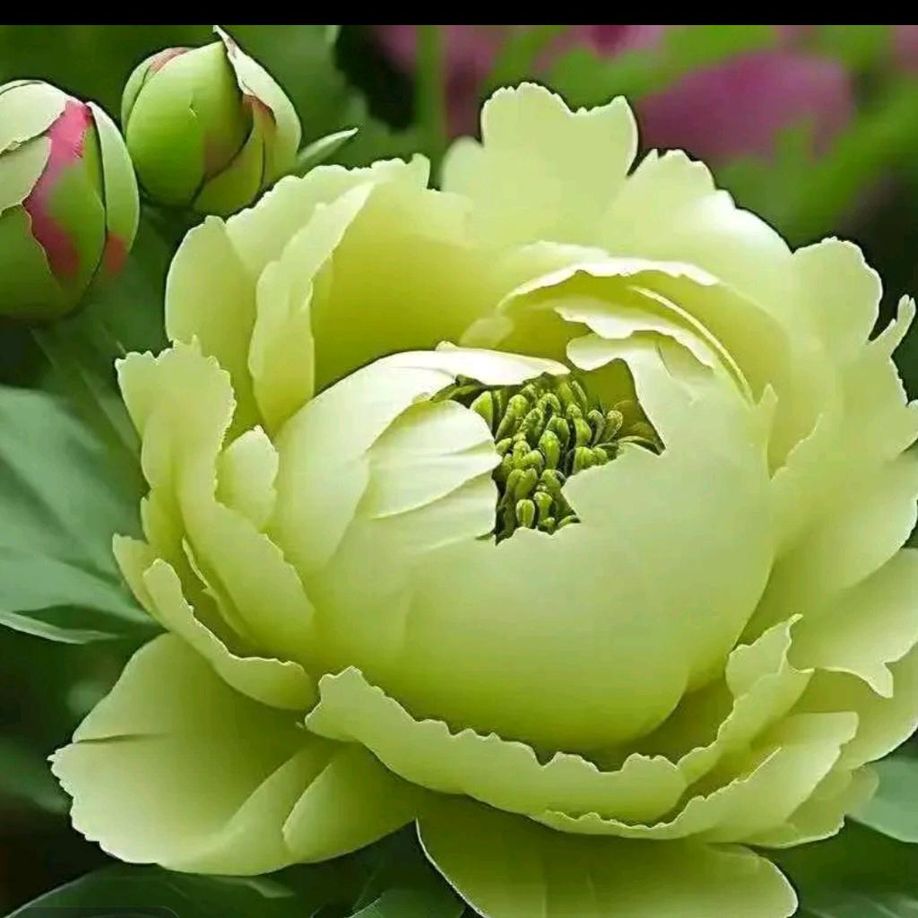 柿柿顺心