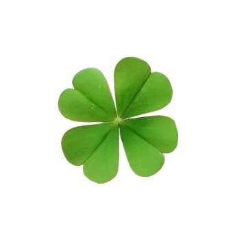 四叶茶🍀