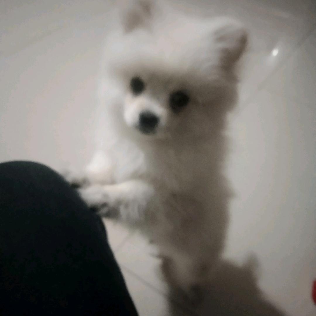家中小宝