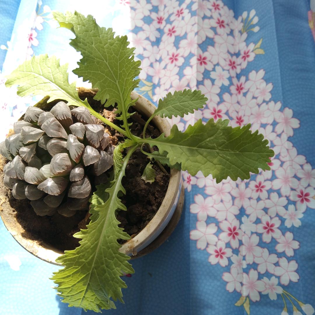 木木无文