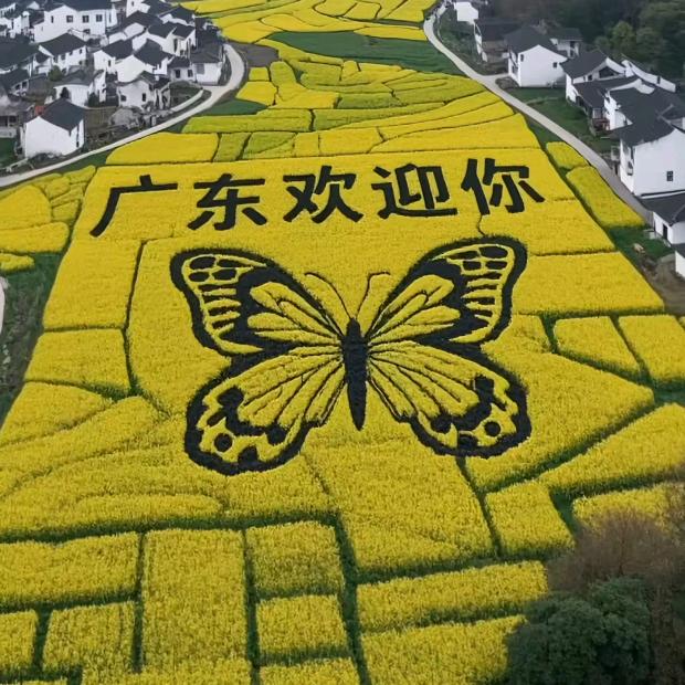 弟哥