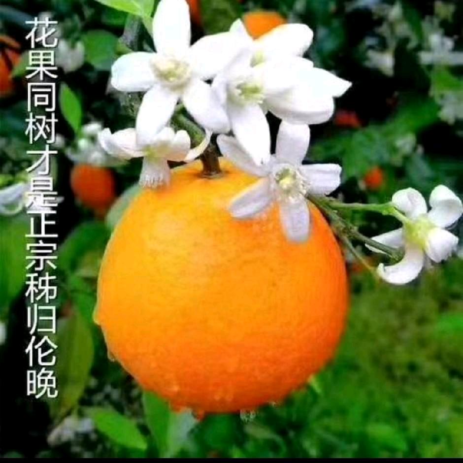 老王爱唱歌