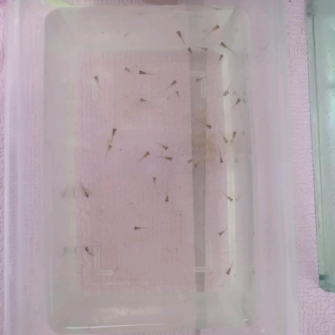 白大拿