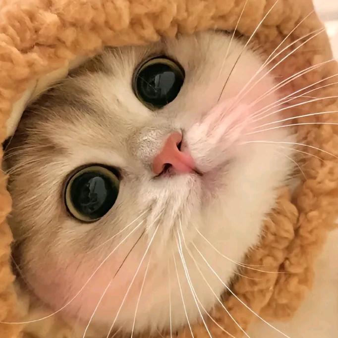 有个猫猫会招财（市级猪八戒）