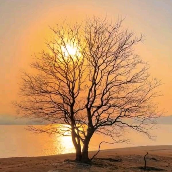 、堇年_伊人倾城