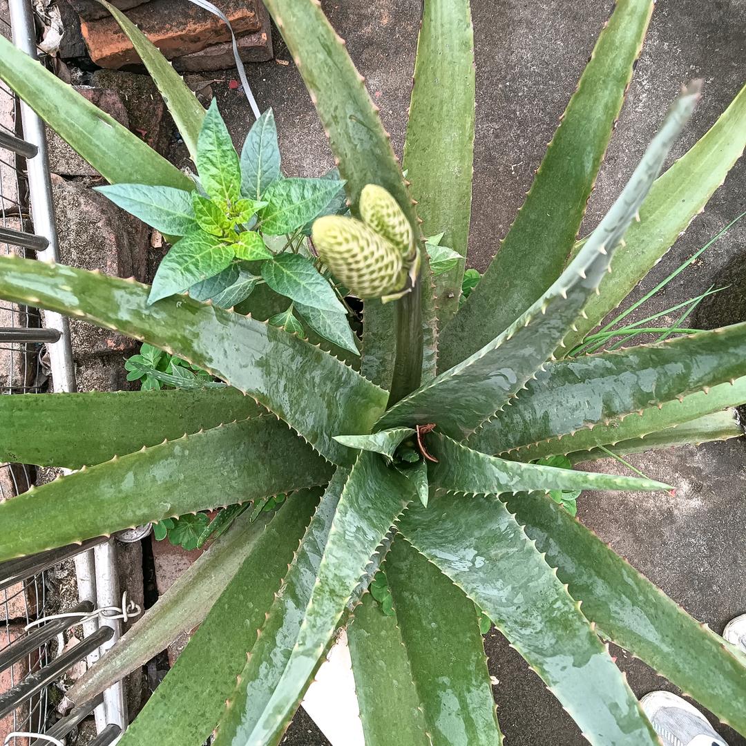 芦荟为农