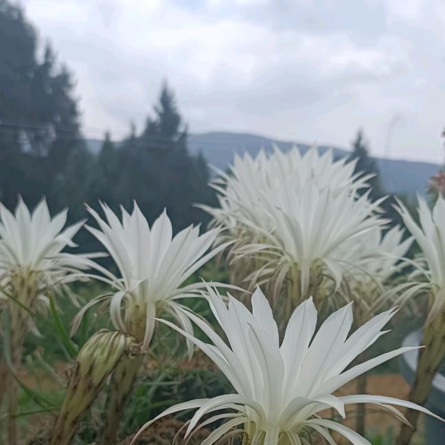 静待花开