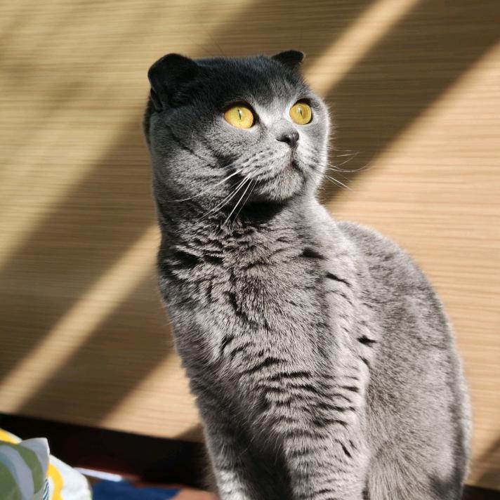 一只幸运猫🐱