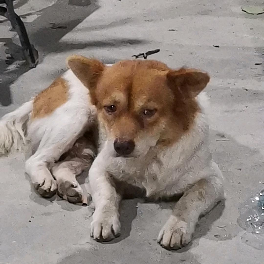 卑微小狗勾.