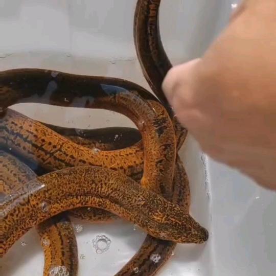 小小罗切片帐号