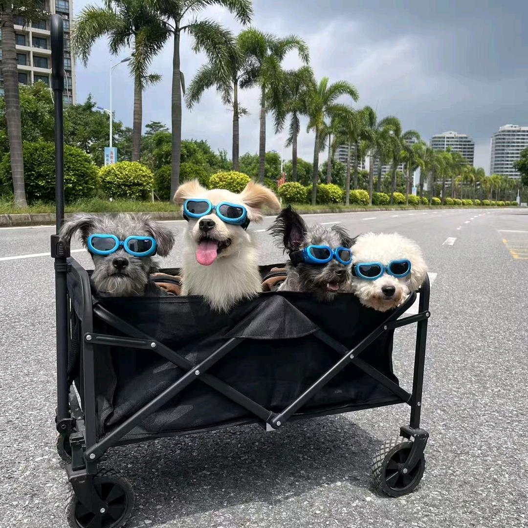 汤圆是之一狗