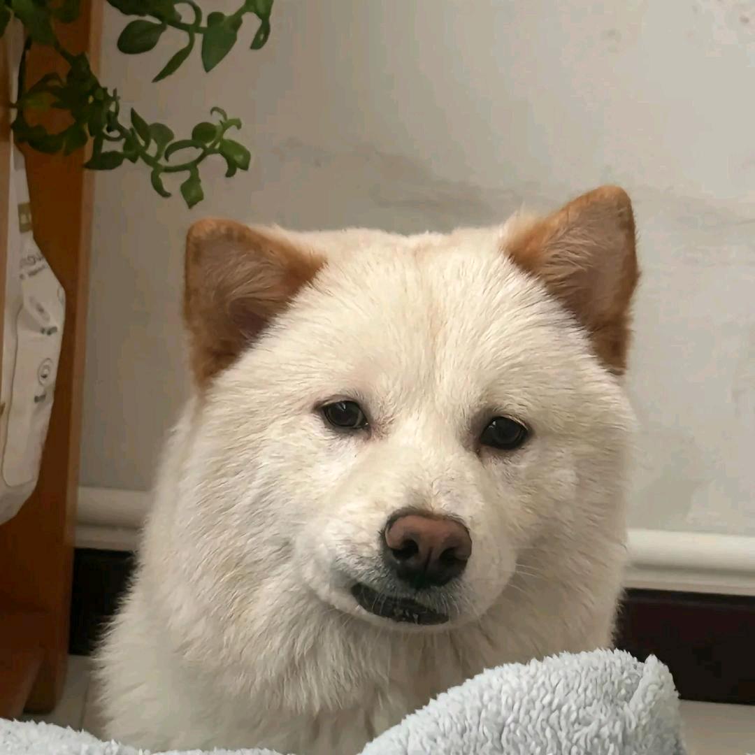 饿死一条鱼的鱼