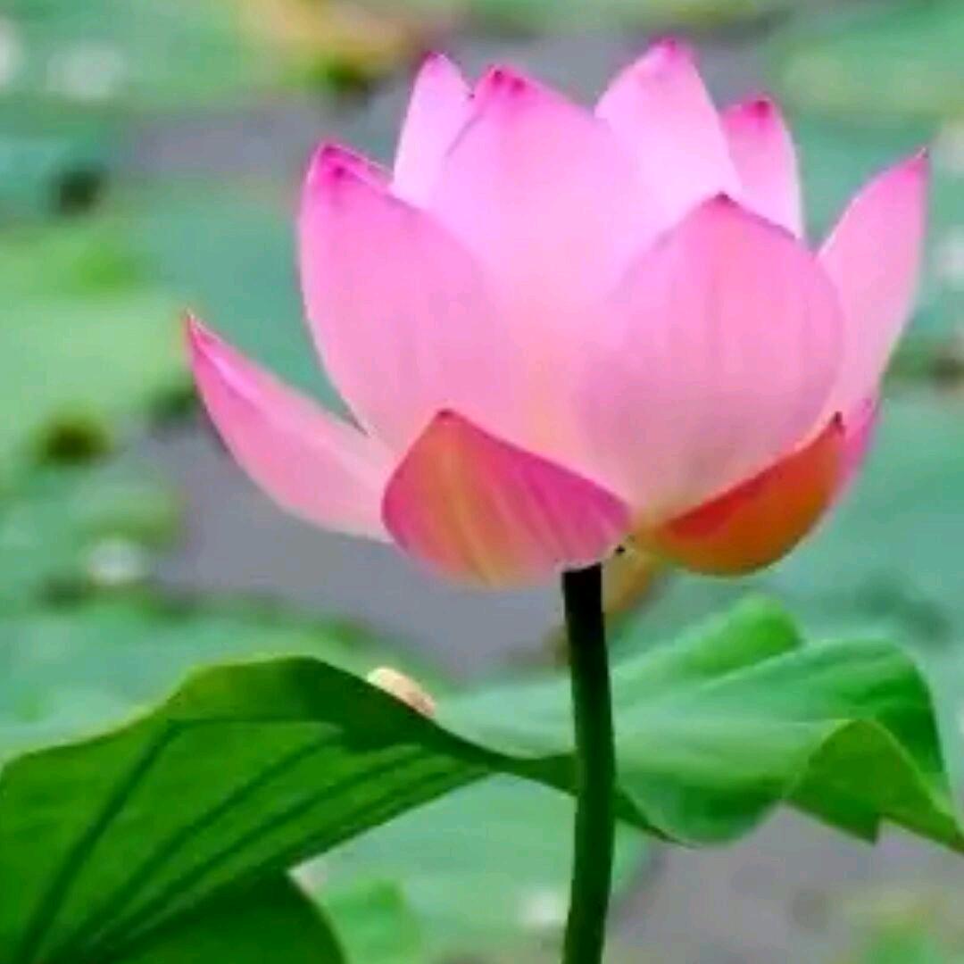 花开富贵.