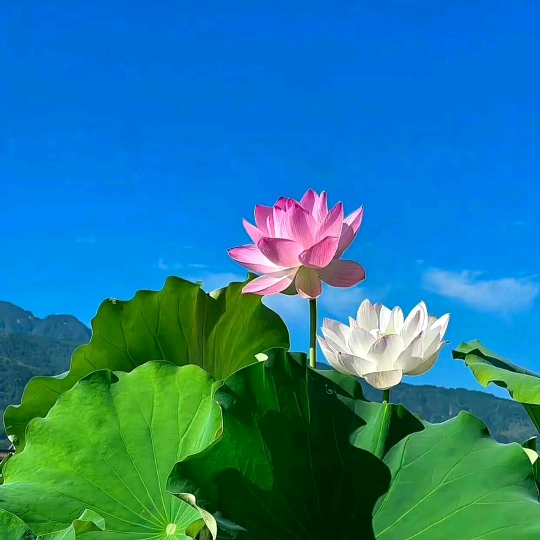 明慧阁1