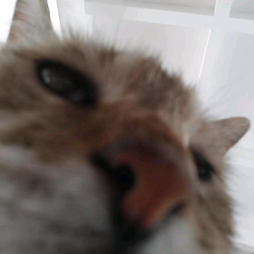 a吃糖醋排骨o