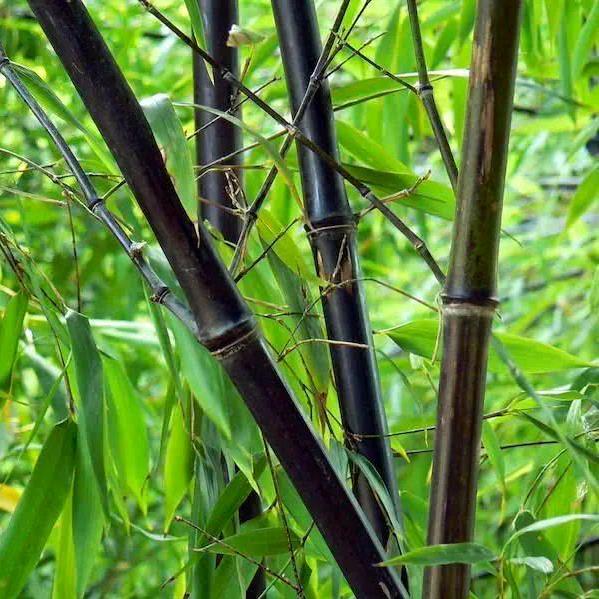 紫竹清风