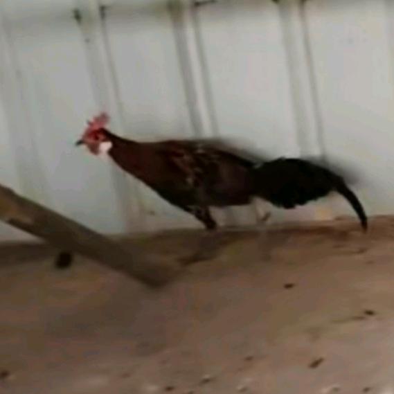 茂名白耳茶花鸡（丹冲）