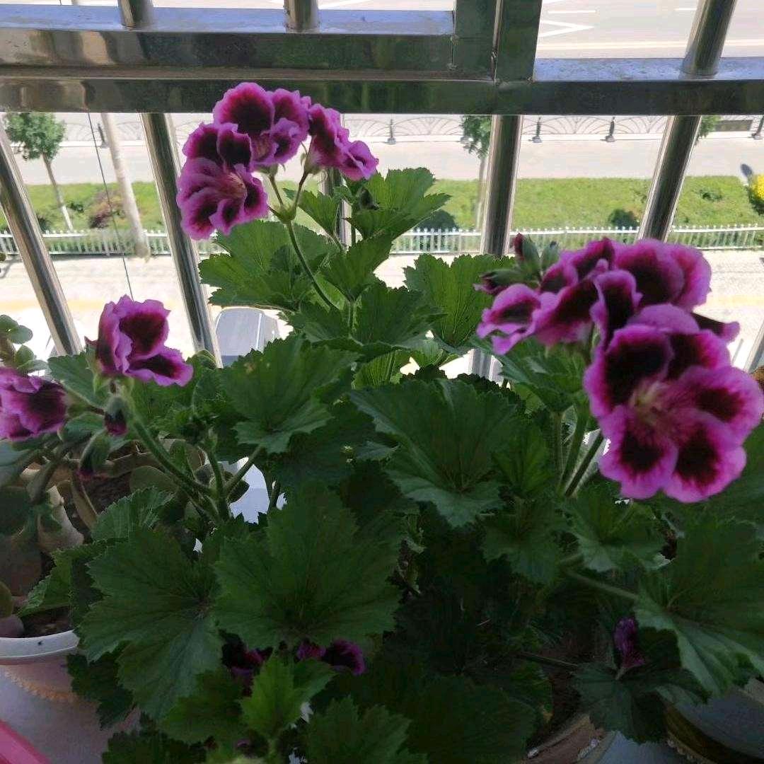 人生如梦（必回）