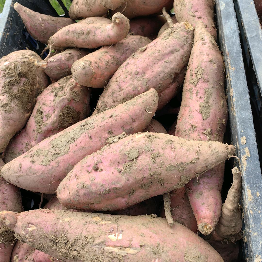 唐县盛尧农场（老秧红薯现挖先发）