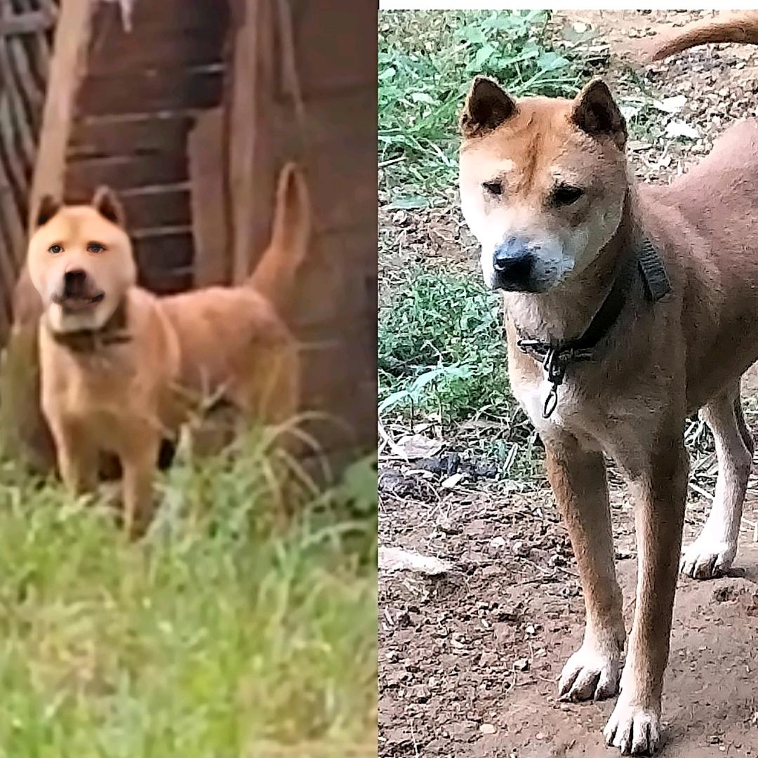 土猎后代繁殖基地