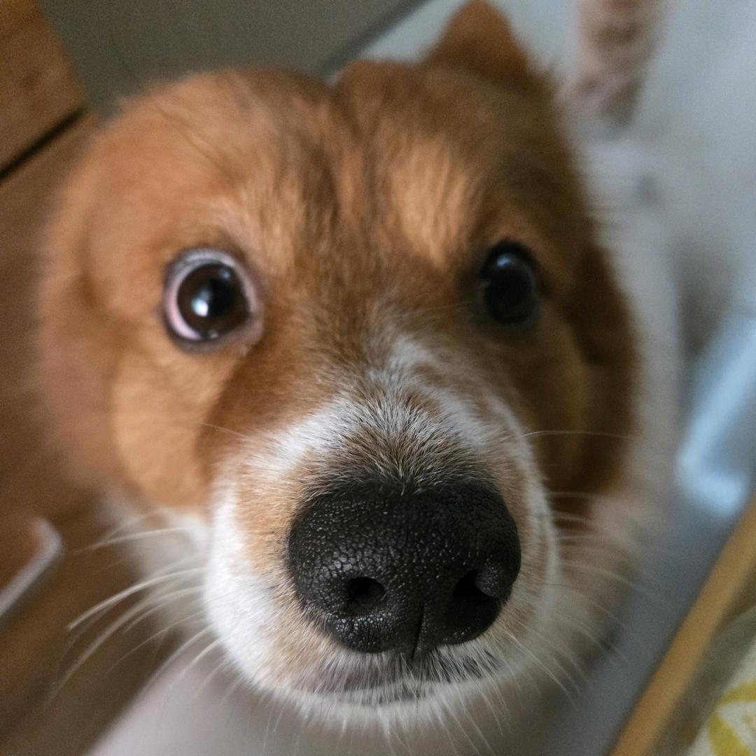 叹少、