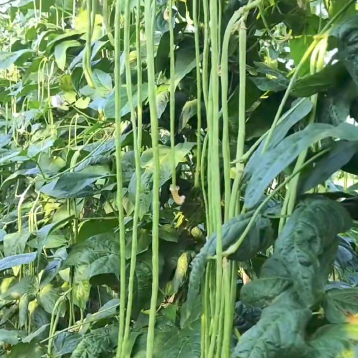 大于种植分享