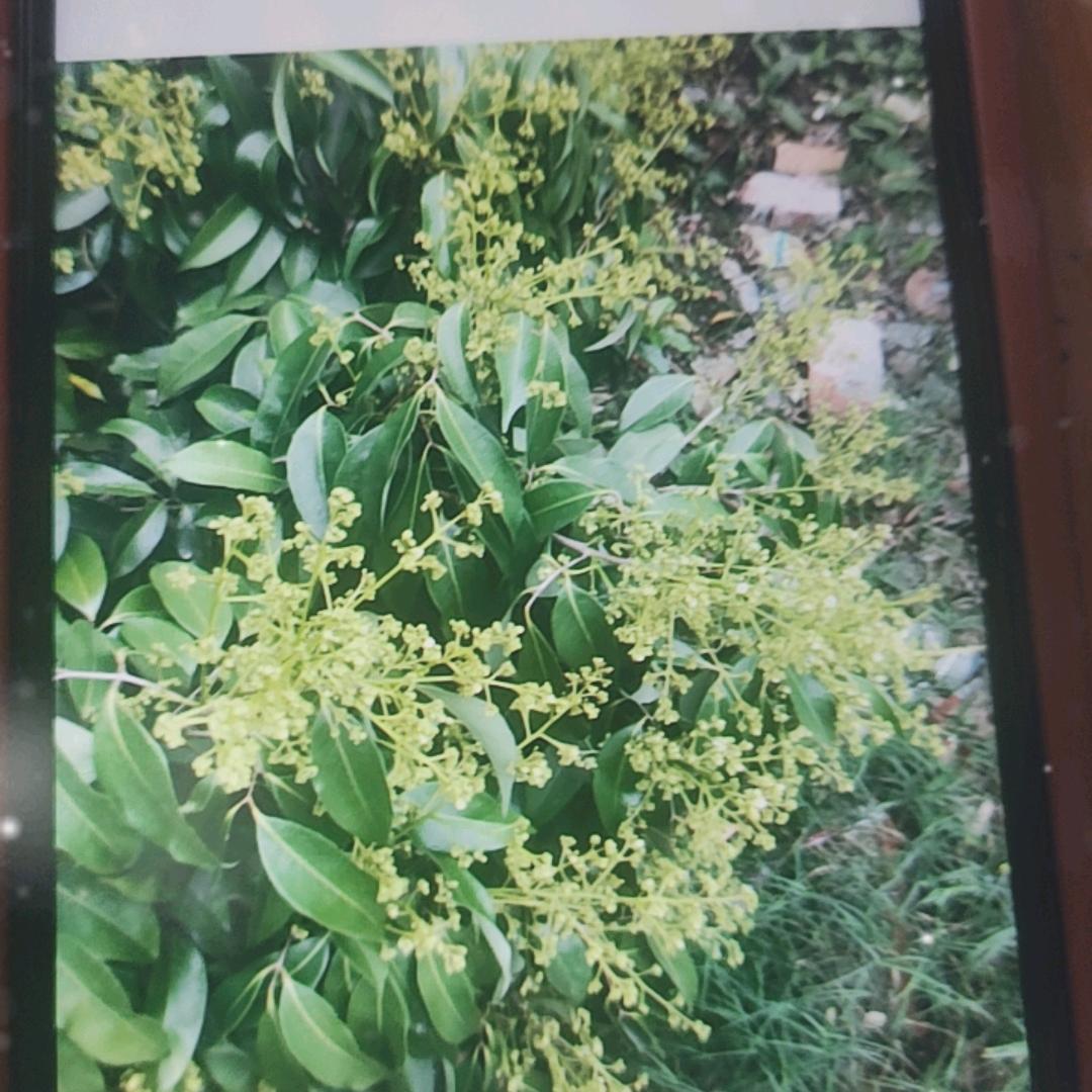 东方明珠