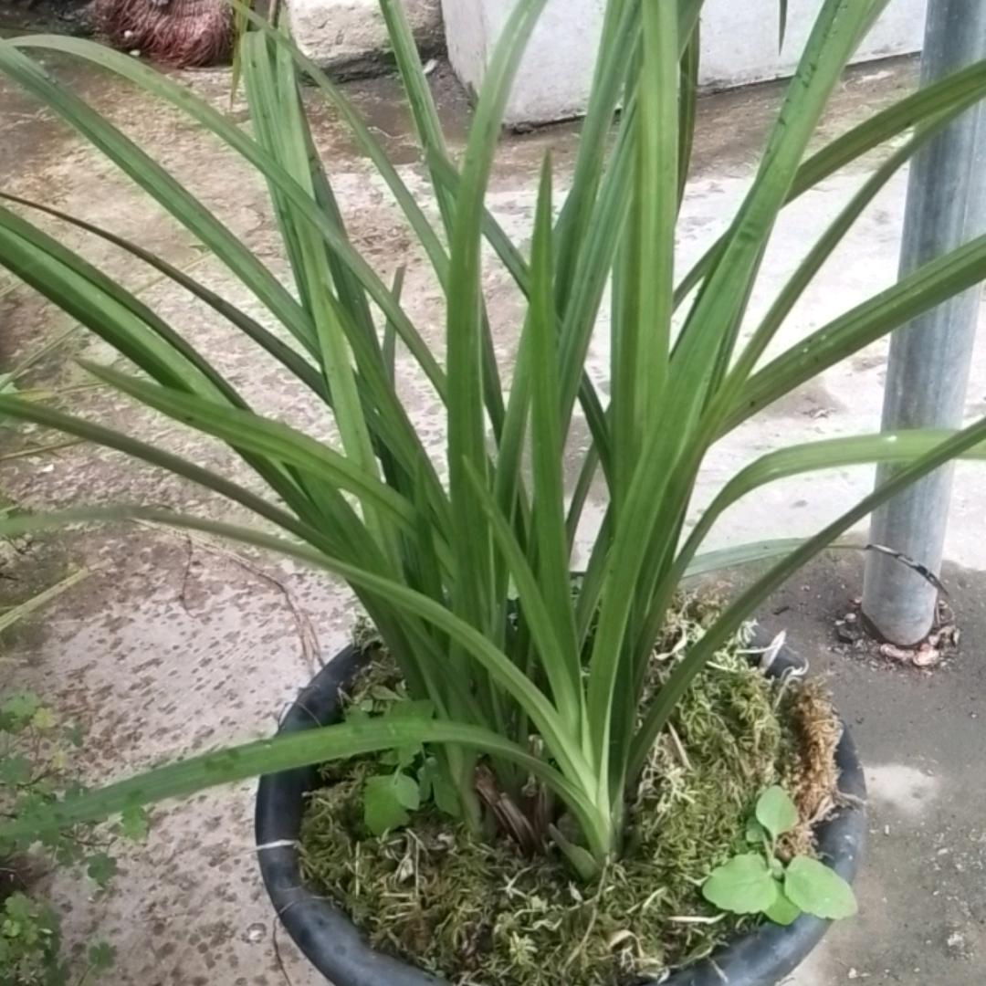 绿兰资源