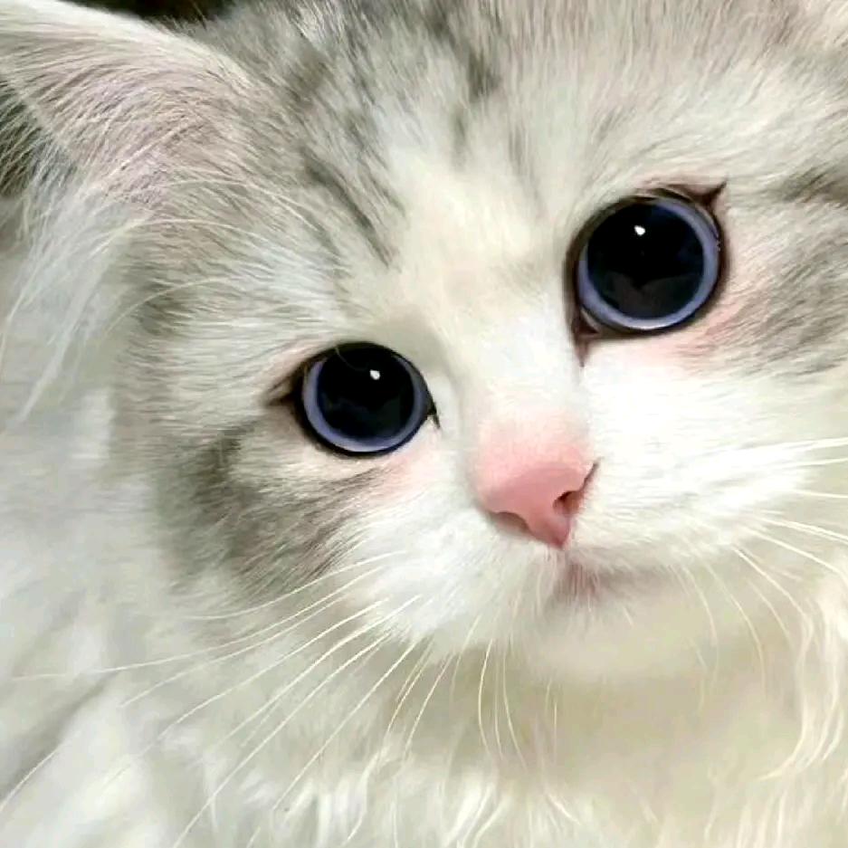 撸猫控