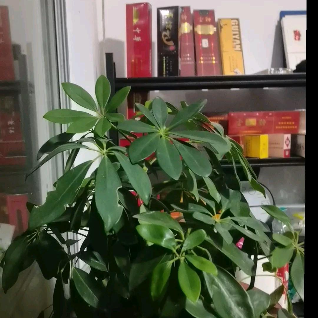 💞࿐事与愿违ღ᭄᭄💞࿐