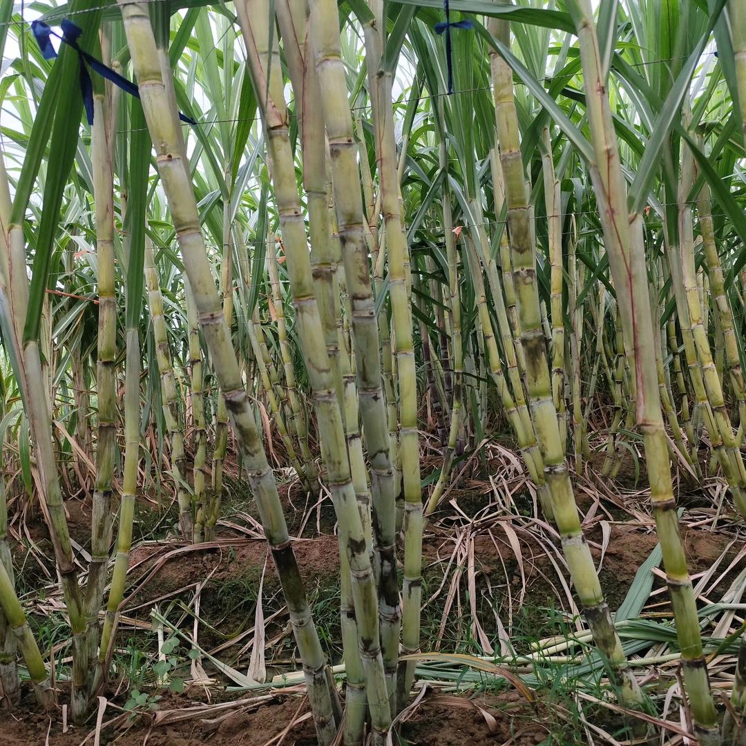 景德镇（小程甘蔗）